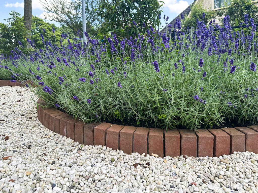 curved brick garden edging with gravel and lavender planting border