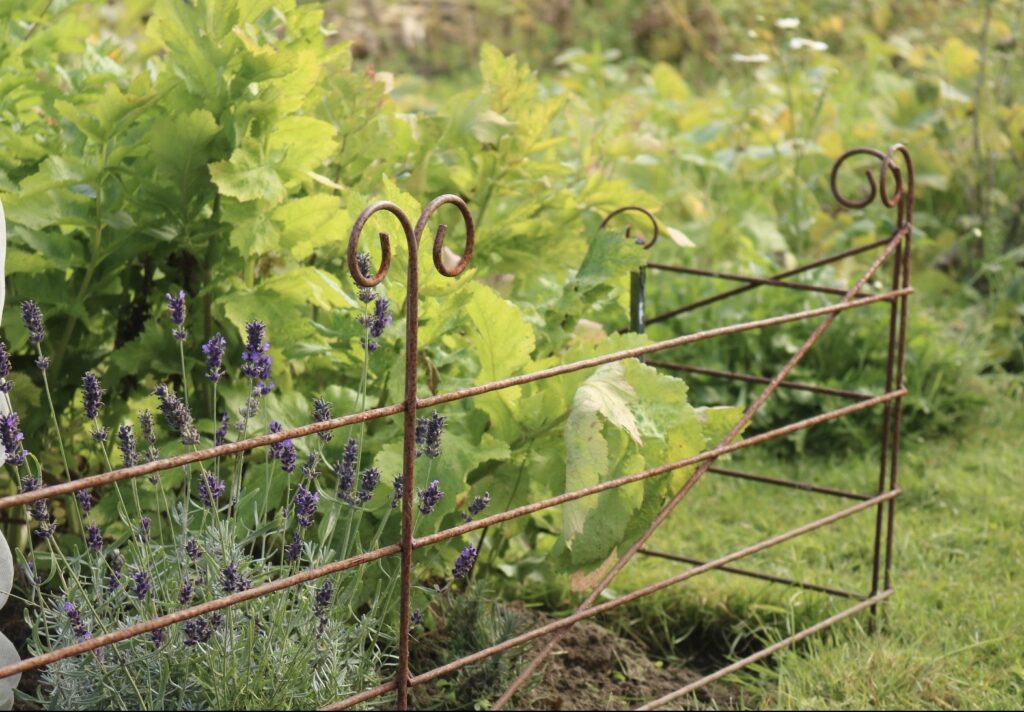 decorative rusted metal garden edging with scroll detail beside planting and lawn