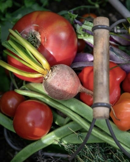 Homegrown vegetables for a beginner vegetable garden