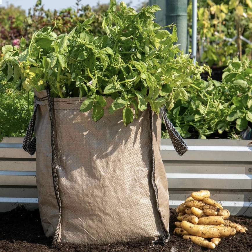How to start a vegetable garden with a potato grow sack in a small patio or container garden
