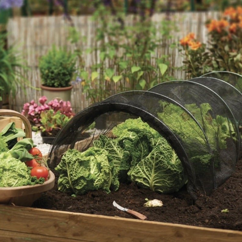 Vegetable bed protected with net grow tunnel to prevent pests