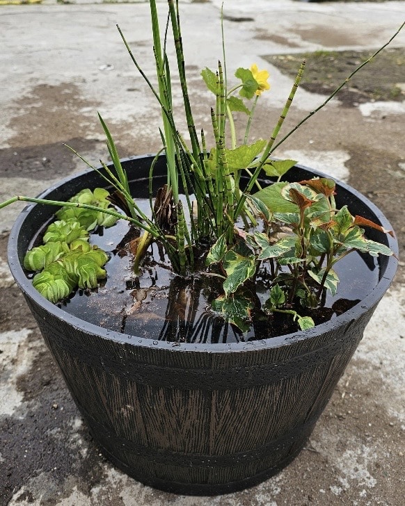 container pond with aquatic plants for a small natural garden pond idea