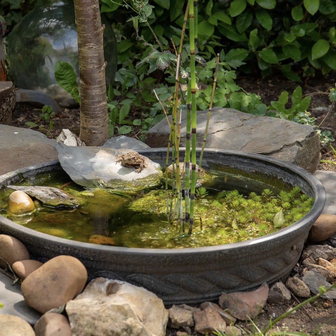 Small garden pond bowl container with aquatic plants