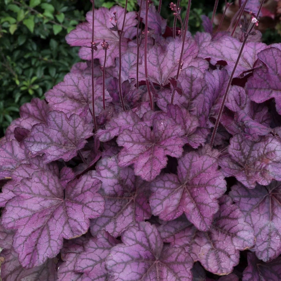 Heuchera Wild Rose shade loving plants with colourful foliage for shaded garden borders