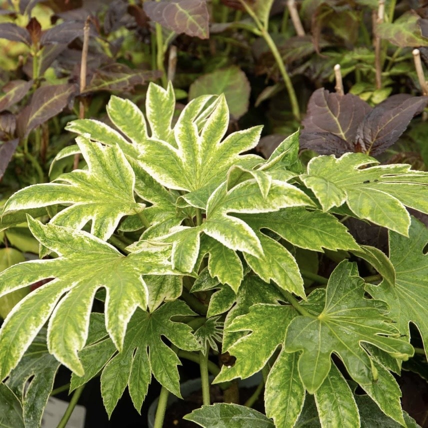 shade loving plants such as Fatsia japonica Spider's Web with variegated foliage in a shaded garden