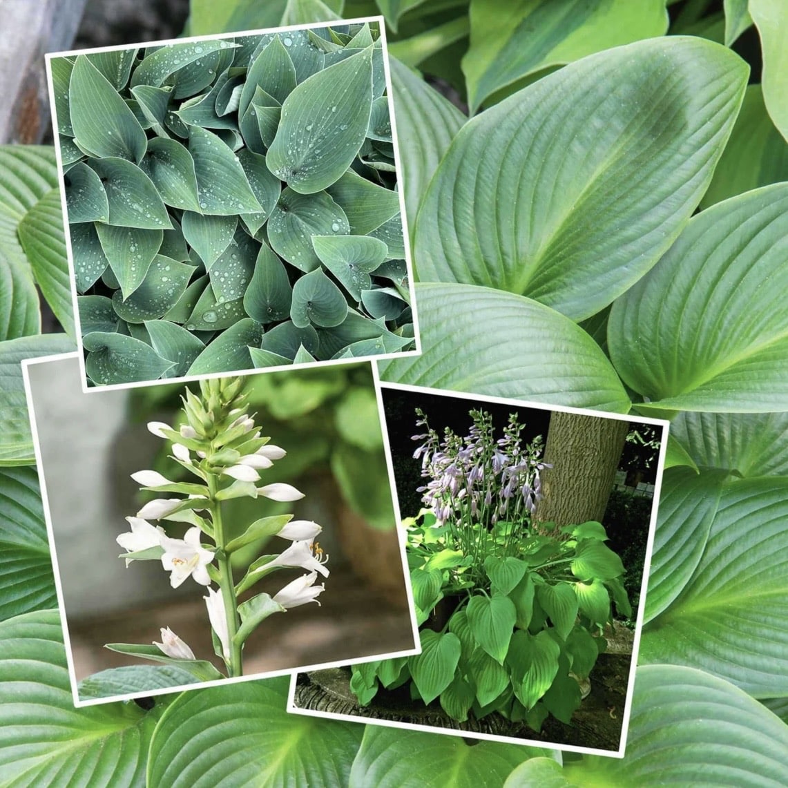 Hosta slug resistant collection for shade loving plants