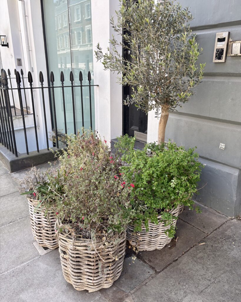 Wicker planters with olive tree and trailing plants outside Artists Residence London — eclectic style kerb appeal
