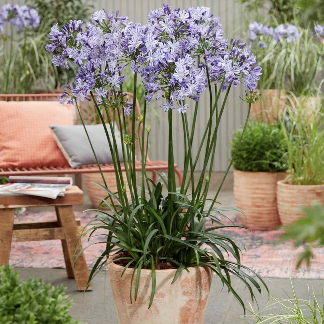 Agapanthus in pots for gravel garden planting ideas