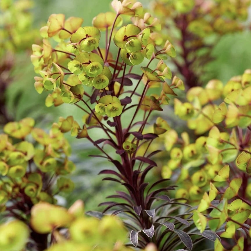 Euphorbia plant for modern gravel garden ideas