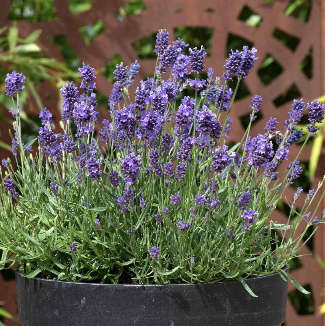 Lavender plants for gravel garden ideas with pots