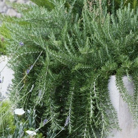 Thyme rosemary and oregano herbs for gravel garden pots