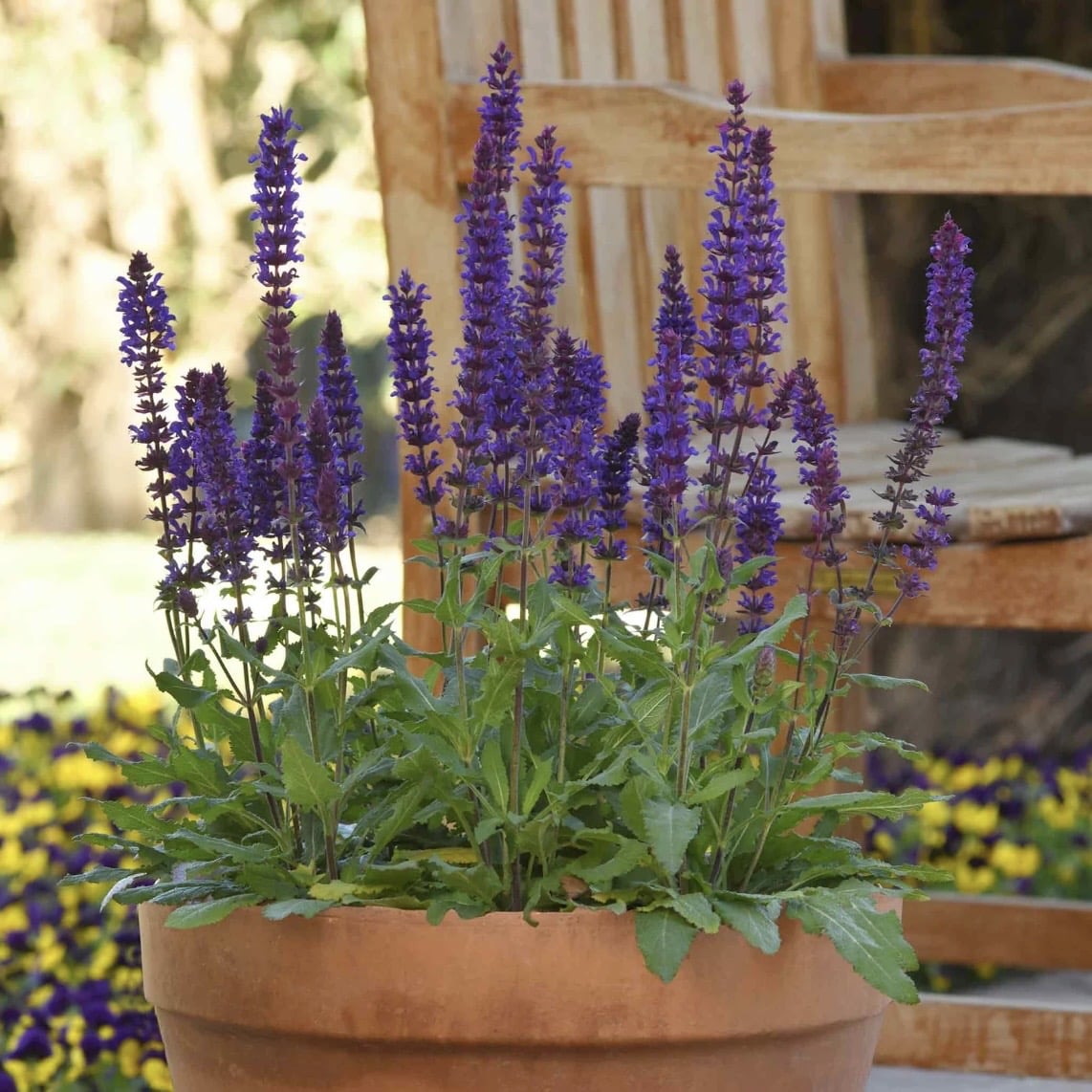Salvia plants for low maintenance gravel garden designs