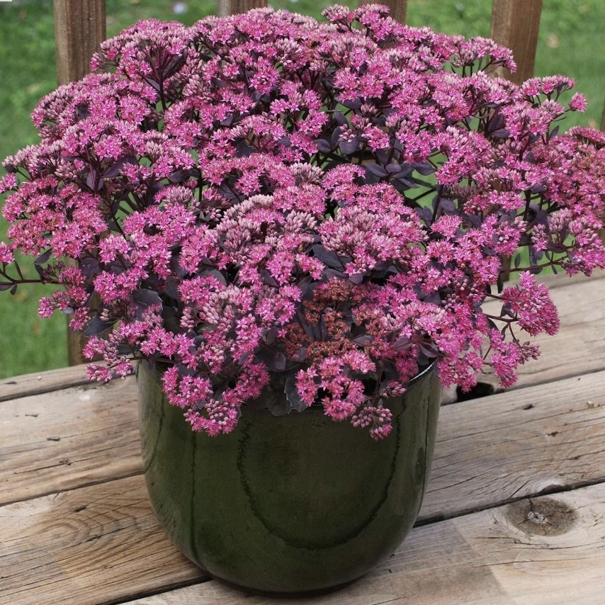 Sedum plants for low maintenance gravel gardens with pots