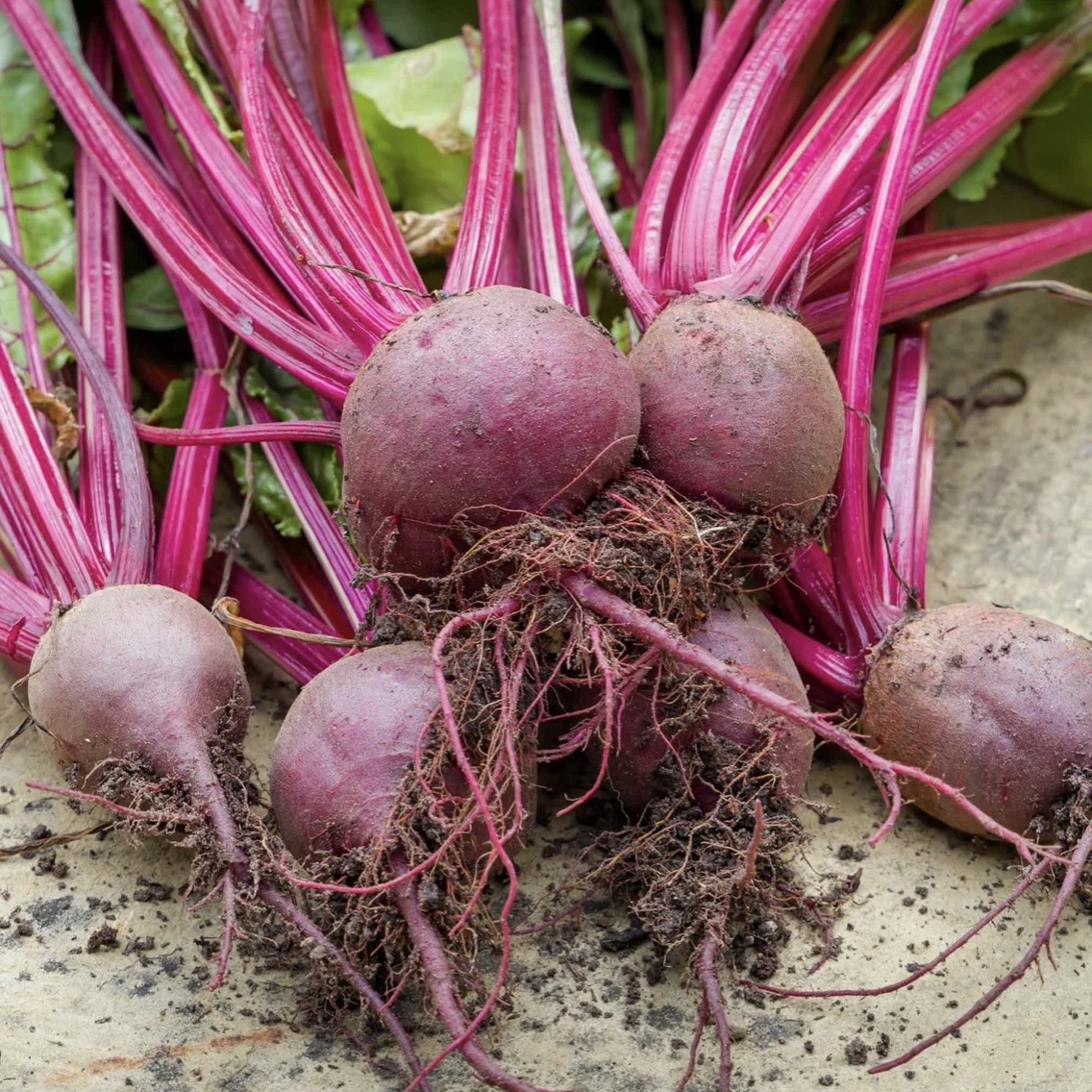 Boltardy beetroot plug plants — bolt resistant classic UK beetroot variety for early sowing
