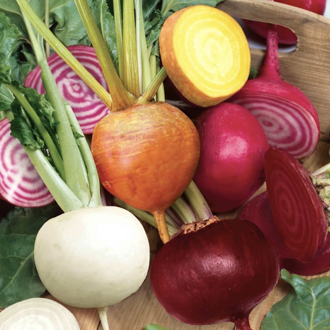 Quattro Gourmet Mix beetroot plug plants — four coloured beetroot varieties including Chioggia Golden and Albino for UK gardens