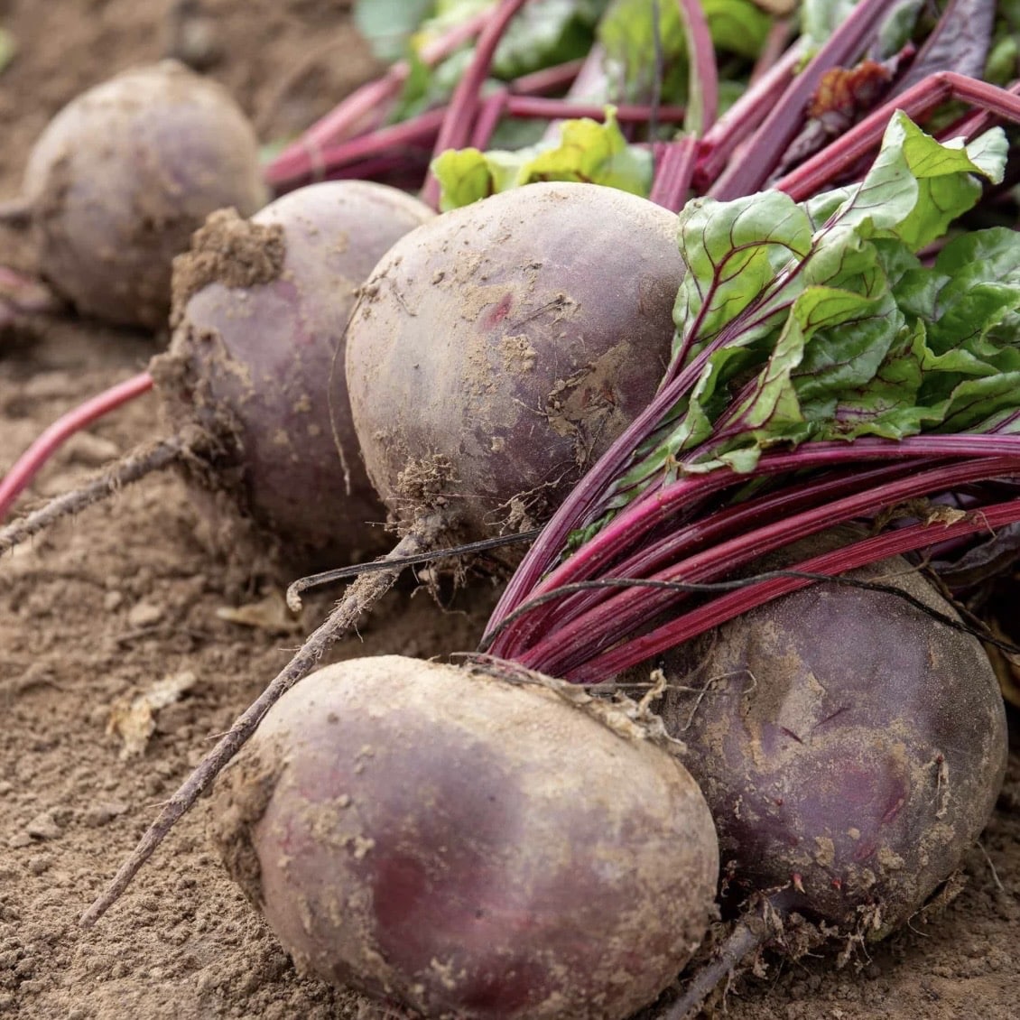 Pablo beetroot plug plants — reliable high yielding beetroot variety for UK container and raised bed growing