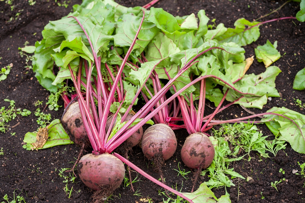Growing Beetroot in the UK: The Complete Guide from Seed to Table