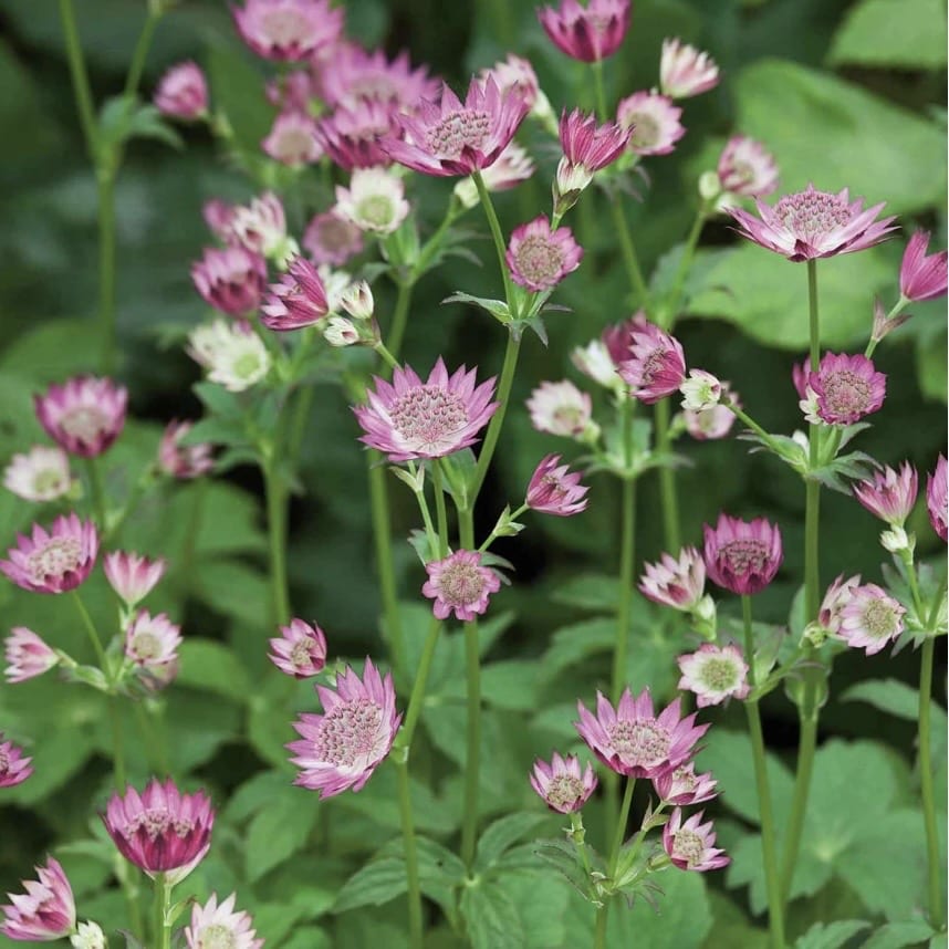 Astrantia Roma deep pink pincushion flowers Marshalls Garden