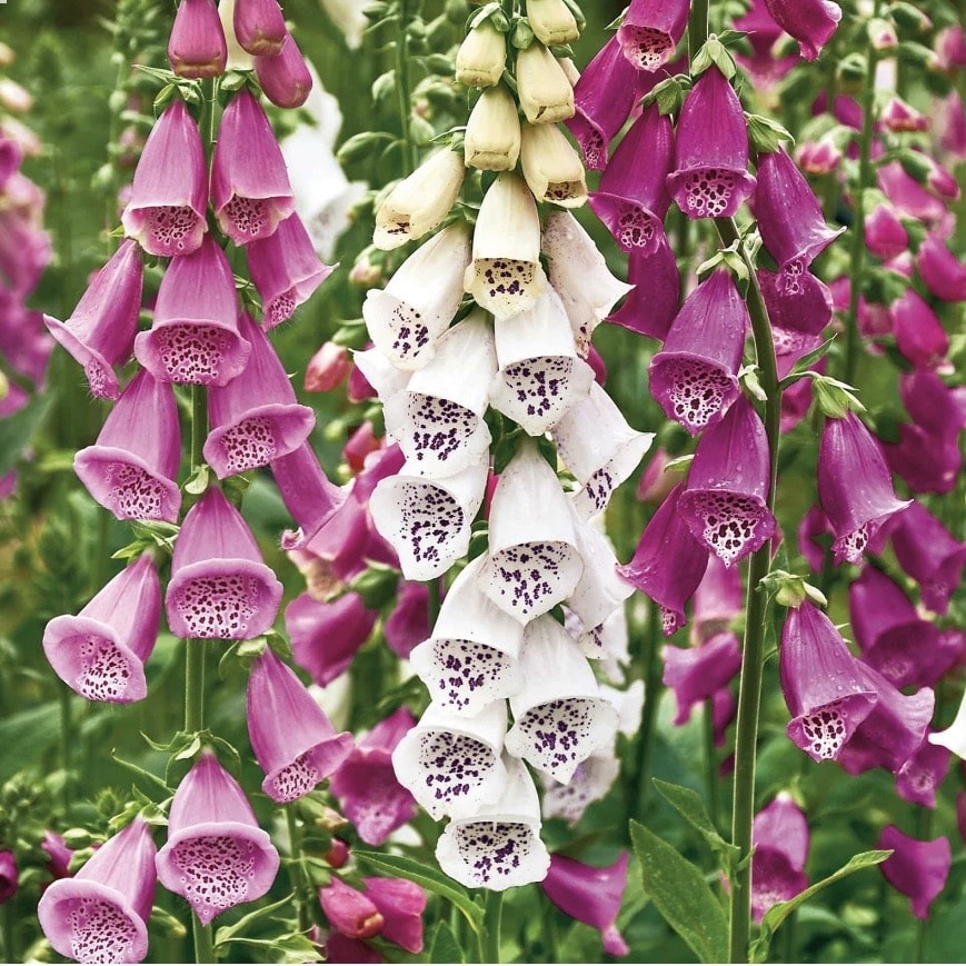 Digitalis purpurea Excelsior Mix foxglove plug plants
