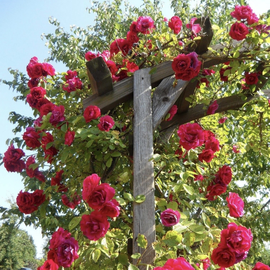 Rose Starlight Express climbing rose Marshalls Garden