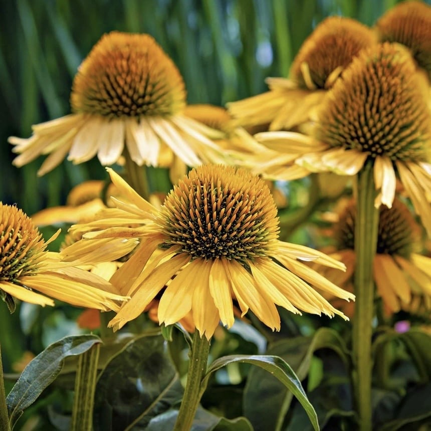 Echinacea papallo Deep Yellow coneflower plant Marshalls Garden