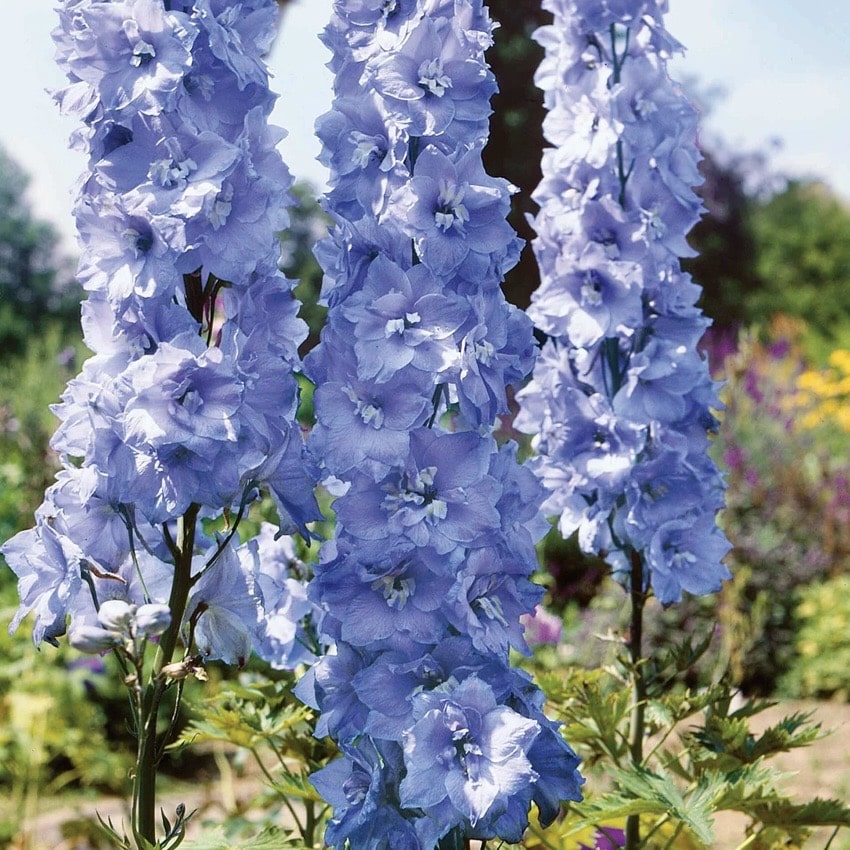 Delphinium Pacific Blue Bird tall blue spires Marshalls Garden
