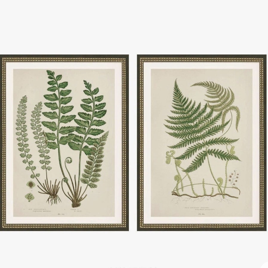Set of two British fern frond botanical study prints by ArtoriaDesignHouse