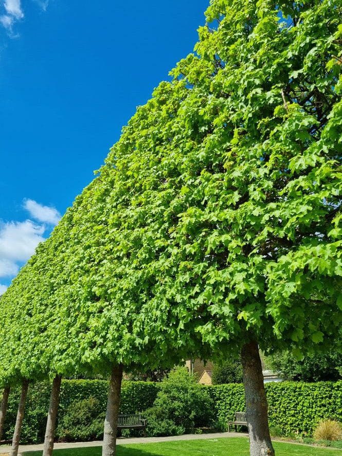 Pleached trees – a mature, dense pleached hedge on clear stems forming a tall green screen along a garden path