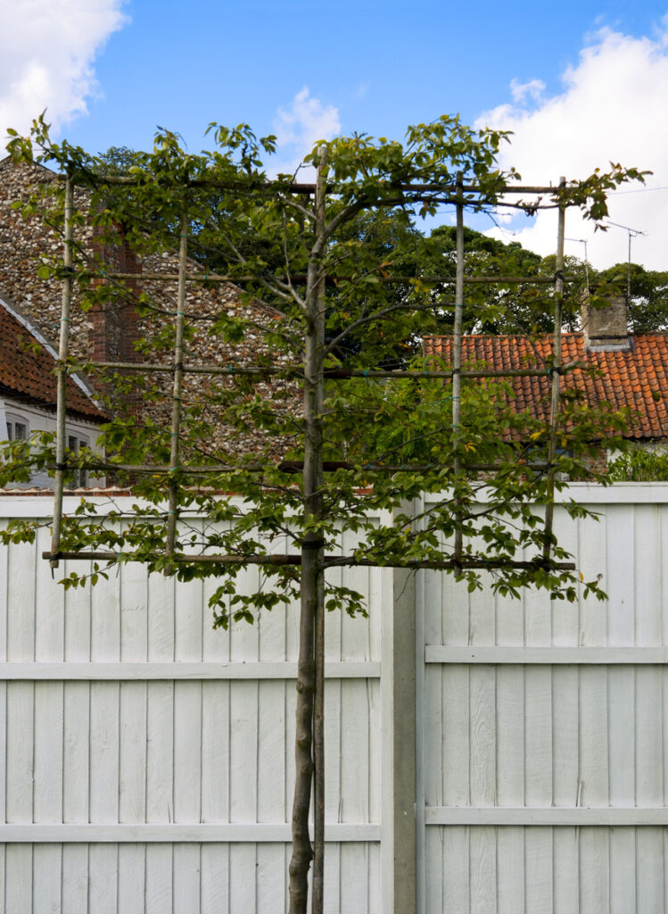 Pleached trees – a young pleached tree trained on a bamboo cane framework against a white garden fence