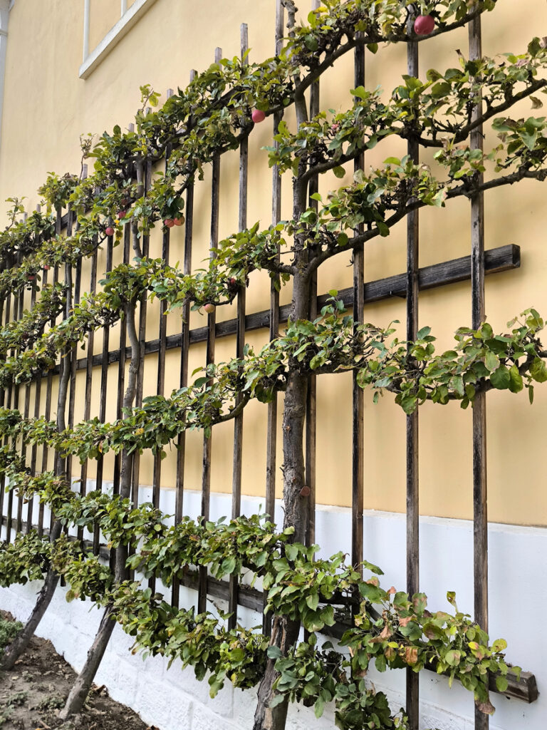 Espaliered fruit tree trained against a wall on a wooden lattice, illustrating the difference between espalier and pleached trees