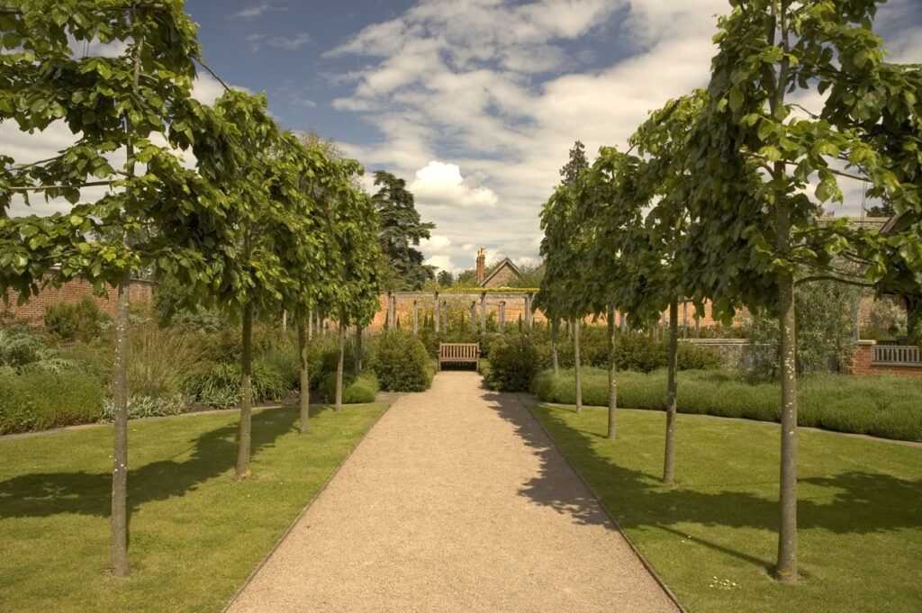 Pleached trees – a formal avenue of pleached lime trees lining a gravel path in an English country garden