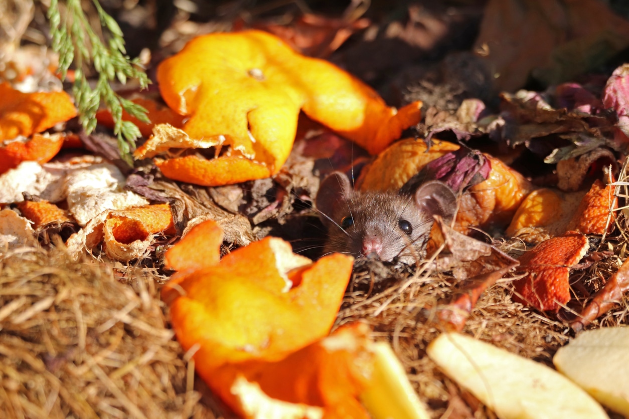 Do Compost Bins Smell or Attract Rats? (And How to Keep Yours Rat-Proof)