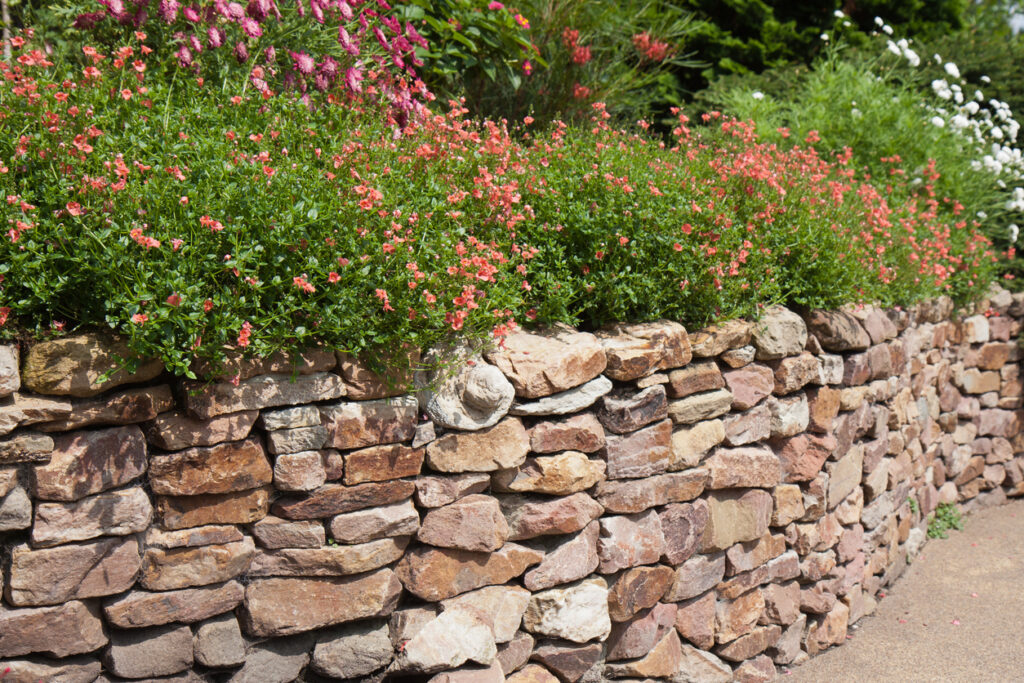 Dry-stone retaining wall with trailing pink flowers spilling over the top