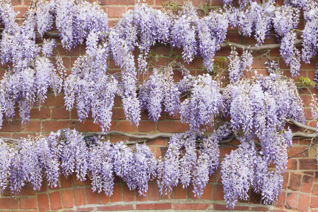 Garden wall ideas wysteria