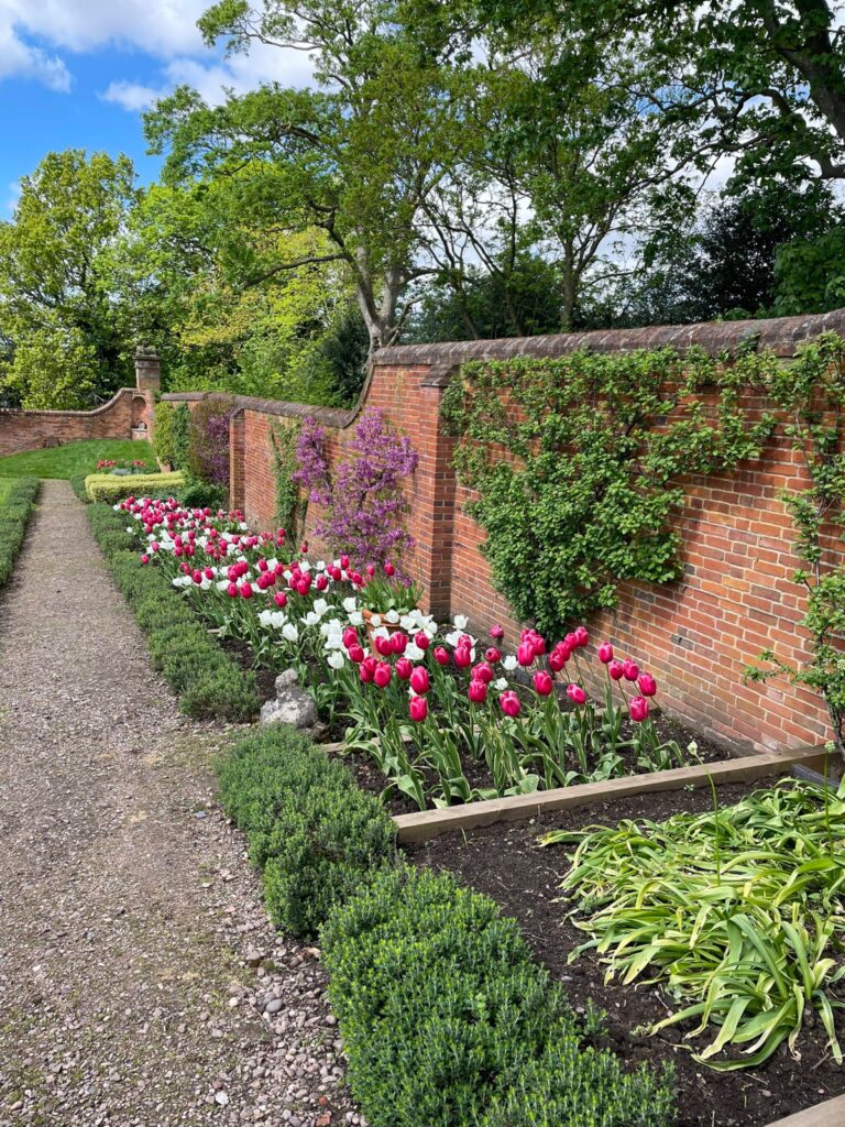 Straight gravel path bordered by box hedging and tulips against a brick wall, garden path ideas