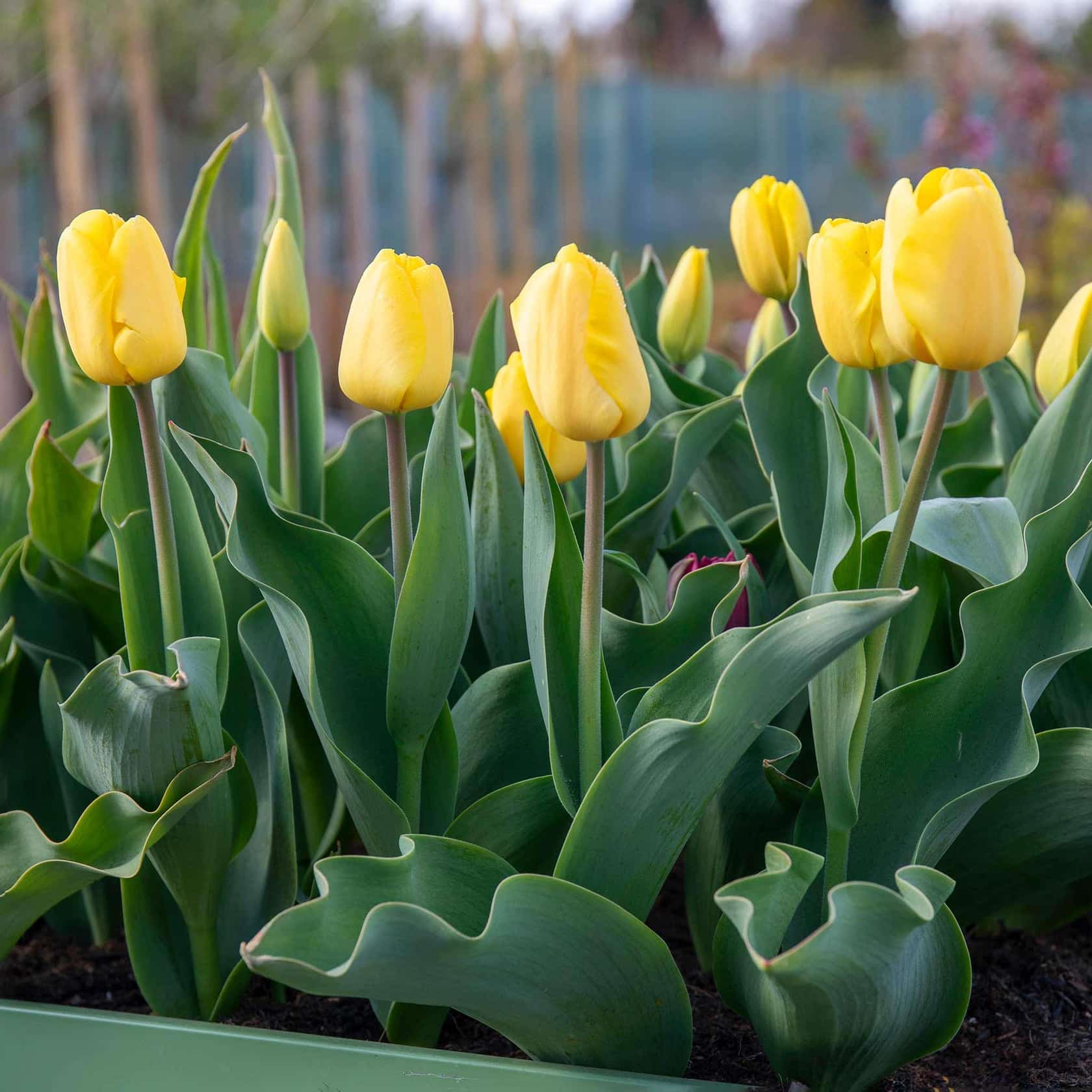 Yellow tulips in bloom in a spring border