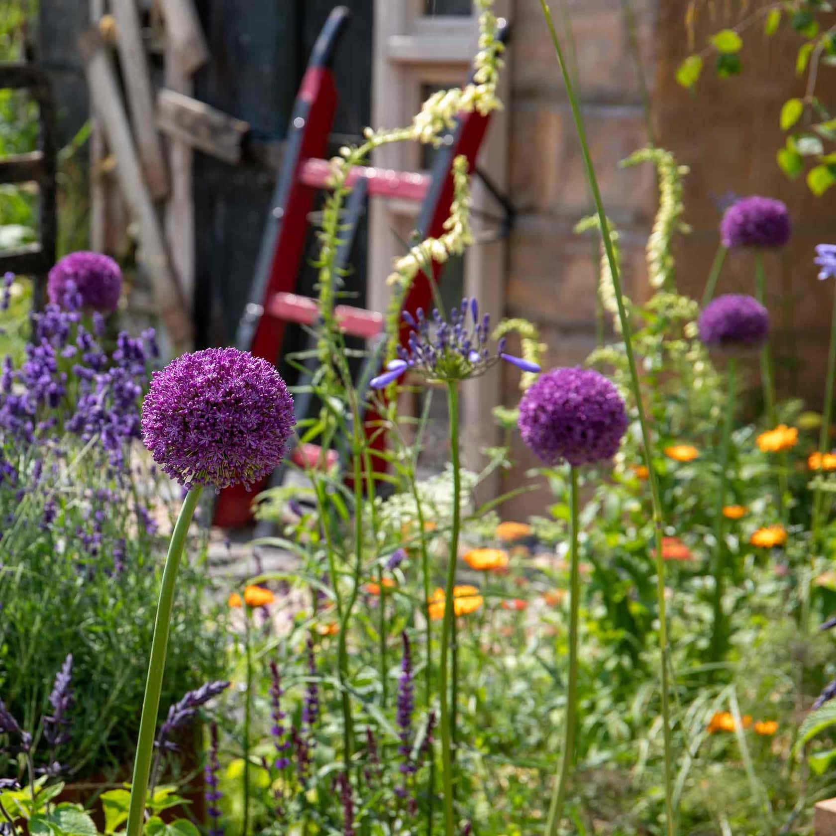 Allium and lavender in full bloom in a cottage garden border