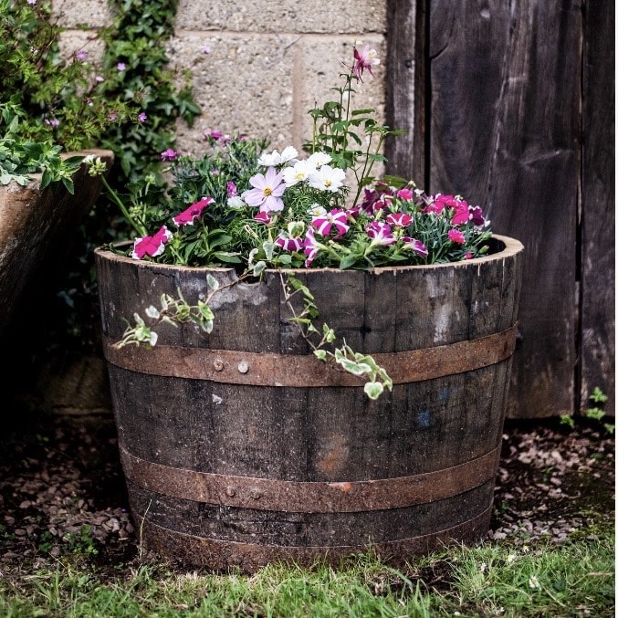 Grade A oak half whisky barrel planter with trailing ivy and cosmos flowers against a stone wall