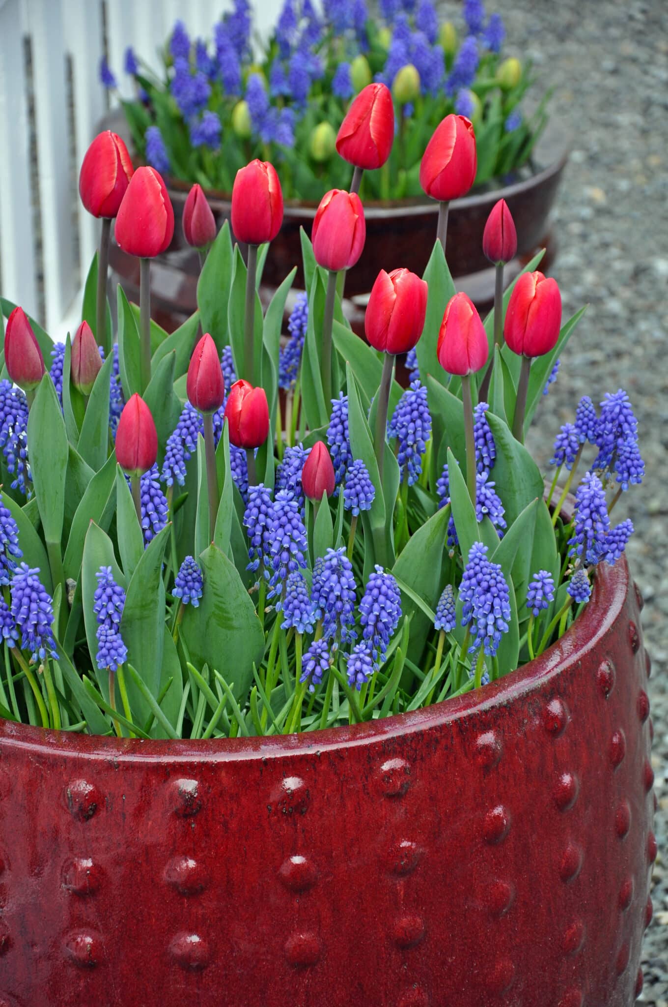 Bulb Lasagne: How to Plant Layered Pots for Months of Spring Colour