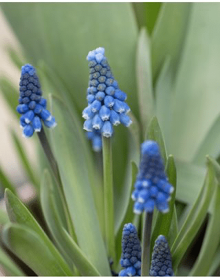 Muscari Superstar with dense mid-blue flower spikes edged in white