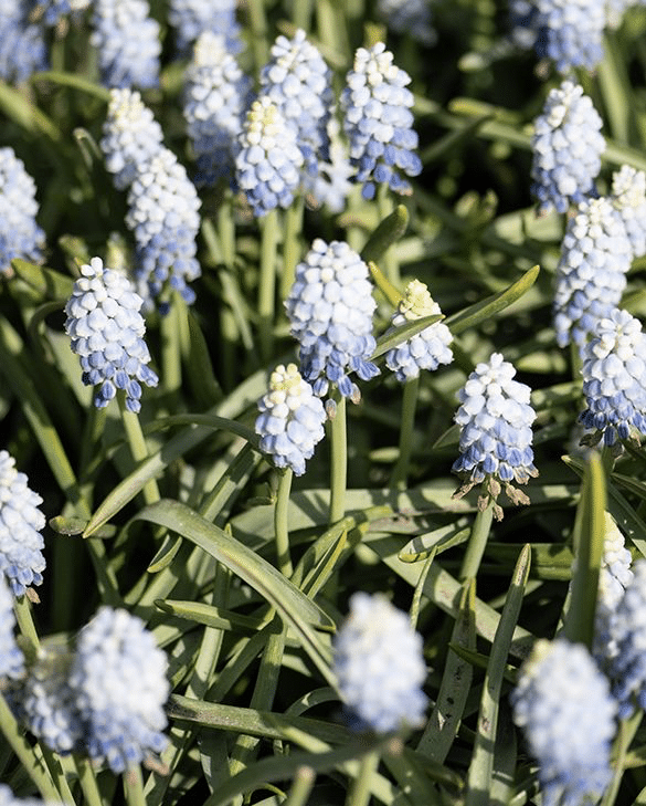 Muscari Valerie Finnis with pale powder-blue flower spikes