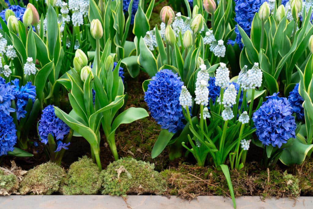 Blue hyacinths and pale muscari flowering below tulips still in bud