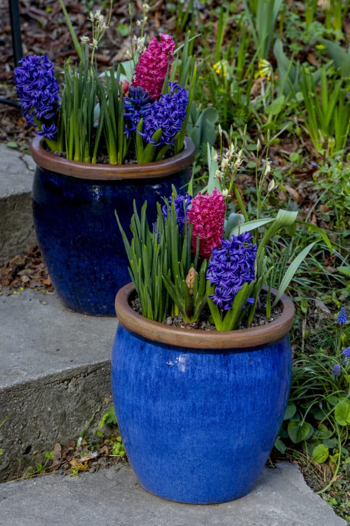 Two blue glazed pots of pink and purple hyacinths at different flowering stages on garden steps