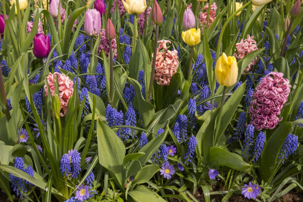 Spring border with tulips, pink hyacinths, muscari and blue anemones flowering at different heights