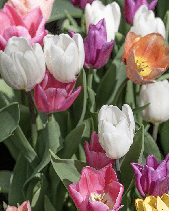 Single early tulip mixture in pink, purple, white and yellow