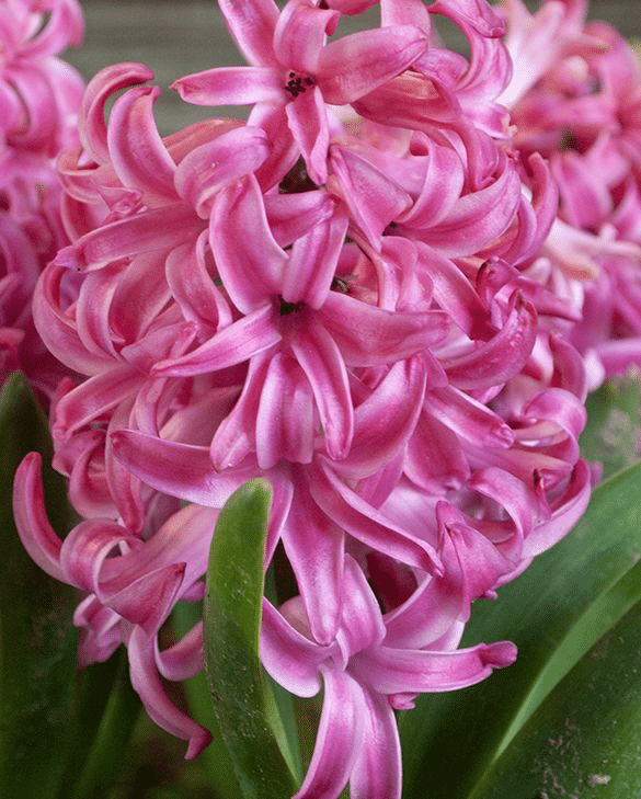Hyacinth Pink Pearl, a scented deep rose-pink hyacinth