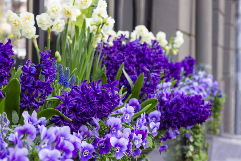 Purple hyacinths and white narcissi above purple violas in a planter