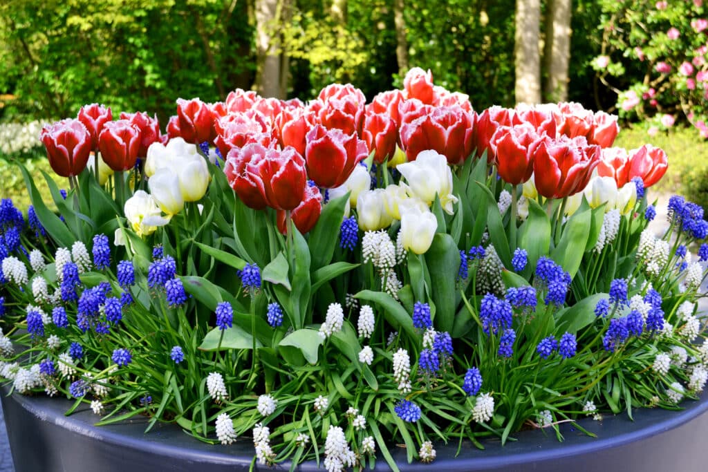 Red fringed tulips and white tulips above blue and white muscari in a navy planter