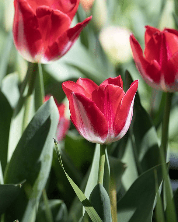 Tulip Kissable, a red and white bicolour Triumph tulip