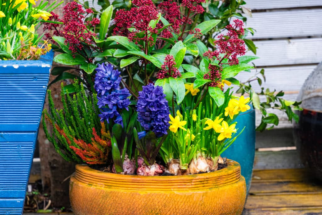 Yellow pot of blue hyacinths, dwarf daffodils, red skimmia and heather